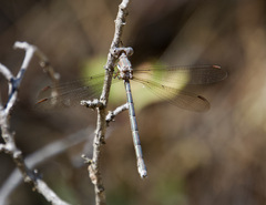 Archilestes californicus