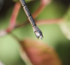 Archilestes californicus
