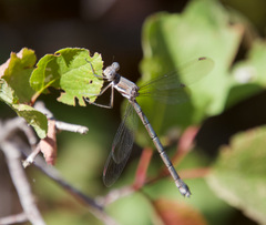 Archilestes californicus