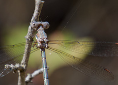Archilestes californicus
