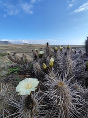 Trichocereus deserticola