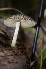 Pluteus readiarum