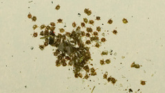 Ixodidae