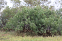 Eremophila bignoniiflora