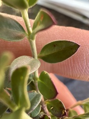 Menodora