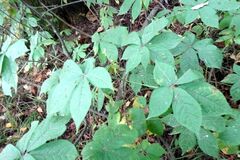 Eleutherococcus senticosus