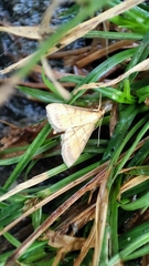 Cnaphalocrocis medinalis