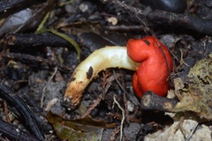 Leratiomyces erythrocephalus