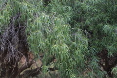 Eremophila bignoniiflora