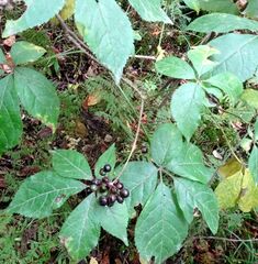 Eleutherococcus senticosus