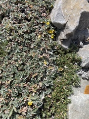 Potentilla holmgrenii