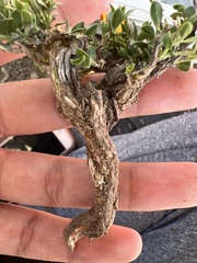 Menodora