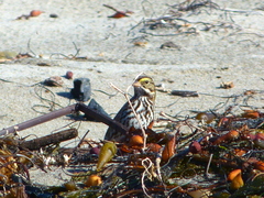 Passerculus sandwichensis beldingi