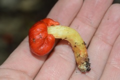 Leratiomyces erythrocephalus