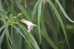 Eremophila bignoniiflora