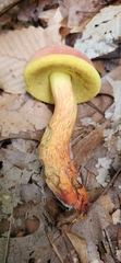 Baorangia bicolor