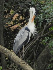Ardea cocoi
