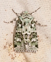 Lacinipolia consimilis