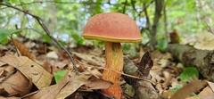 Baorangia bicolor