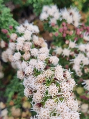 Ophryosporus triangularis