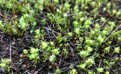 Siloxerus multiflorus