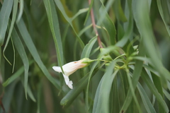 Eremophila bignoniiflora