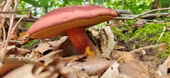 Baorangia bicolor