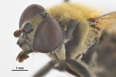 Pterallastes thoracicus