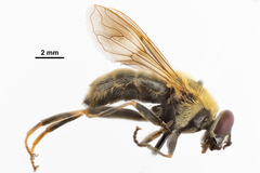 Pterallastes thoracicus