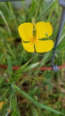 Eschscholzia