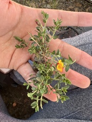 Menodora