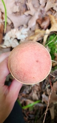 Baorangia bicolor