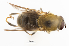 Pterallastes thoracicus