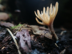 Tremellodendropsidaceae