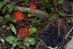 Leratiomyces erythrocephalus
