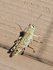 Shirakiacris shirakii
