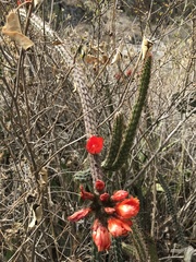 Corryocactus erectus