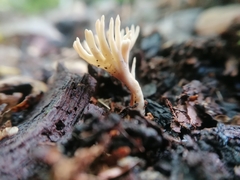 Tremellodendropsidaceae