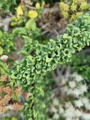 Ophryosporus triangularis