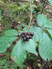 Eleutherococcus senticosus