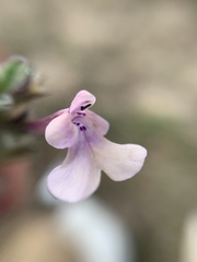 Salvia axillaris