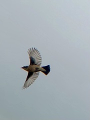 Saxicola stejnegeri