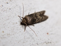 Blastobasis glandulella