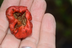 Leratiomyces erythrocephalus