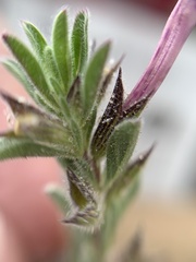 Salvia axillaris