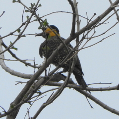 Colaptes campestris campestris