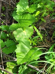 Petasites frigidus