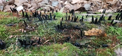Xylaria polymorpha
