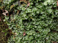Pellia neesiana