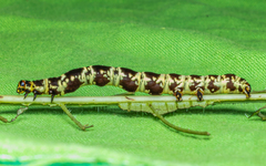 Achrosis